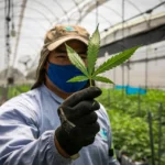 https://finanzasdomesticas.com/mexico-tendra-el-mercado-mas-grande-de-cannabis