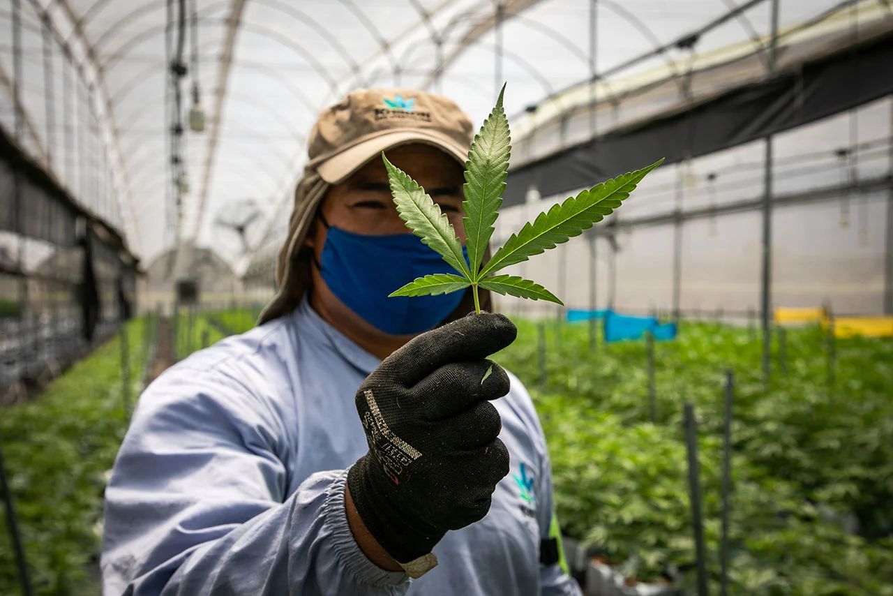 https://finanzasdomesticas.com/mexico-tendra-el-mercado-mas-grande-de-cannabis